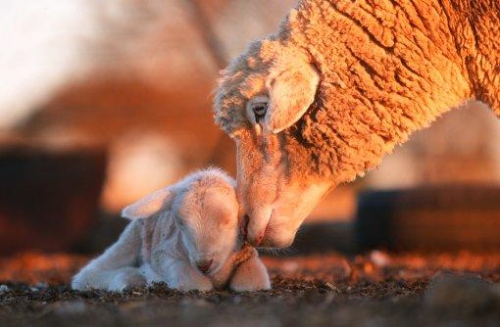 A mother sheep caressing her tired little lamb